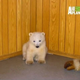 Illustration for article titled Orphaned Baby Polar Bear Talks To His Zookeeper